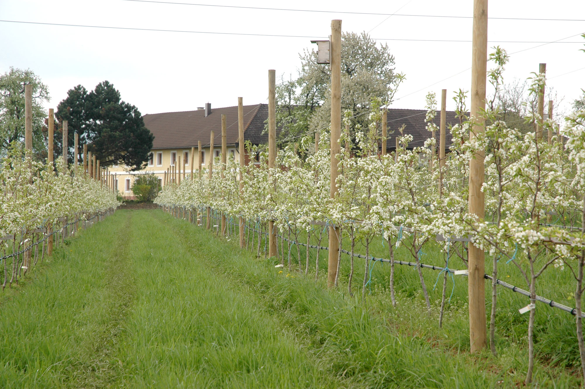 Obstgarten_Hof