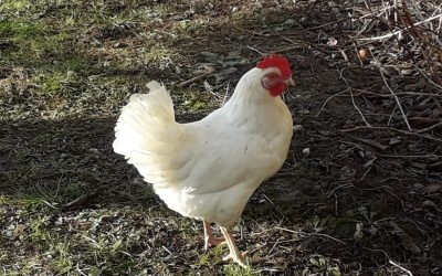 Mitarbeiterin im Bio-Obstgarten