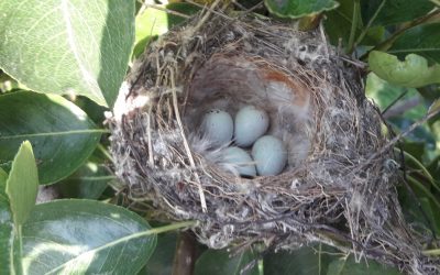 Vogelnester im Bio-Obstgarten