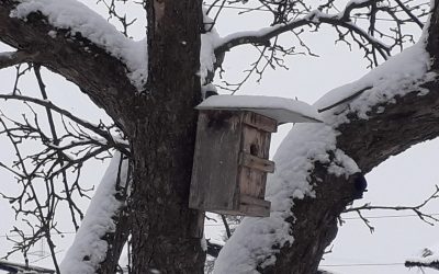 winter wonderland im Bio-Obstgarten