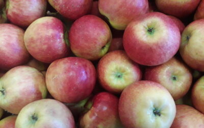 Äpfel für Allergiker!